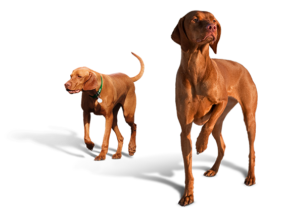 seguro particulares rc caça