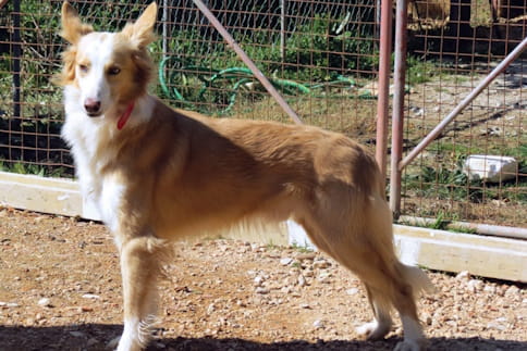 Cão Barrocal Algarvio