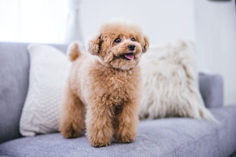 Caniche em cima de sofá