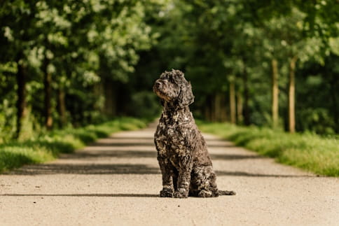 Cão de água no jardim