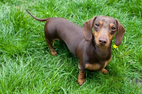 Dachshund na relva