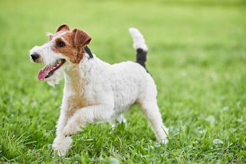 Fox Terrier a correr na relva