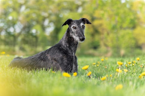 Galgo Espanhol a passear no campo