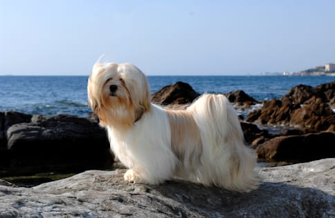 Lhasa apso em cima de uma rocha à beira mar