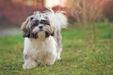 Cão Shih Tzu a correr na relva