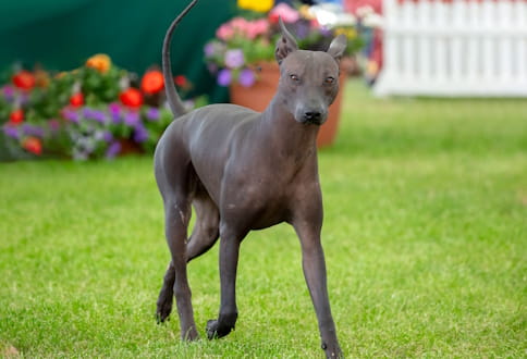 Cão de raça Xoloitzcuintle a correr na relva