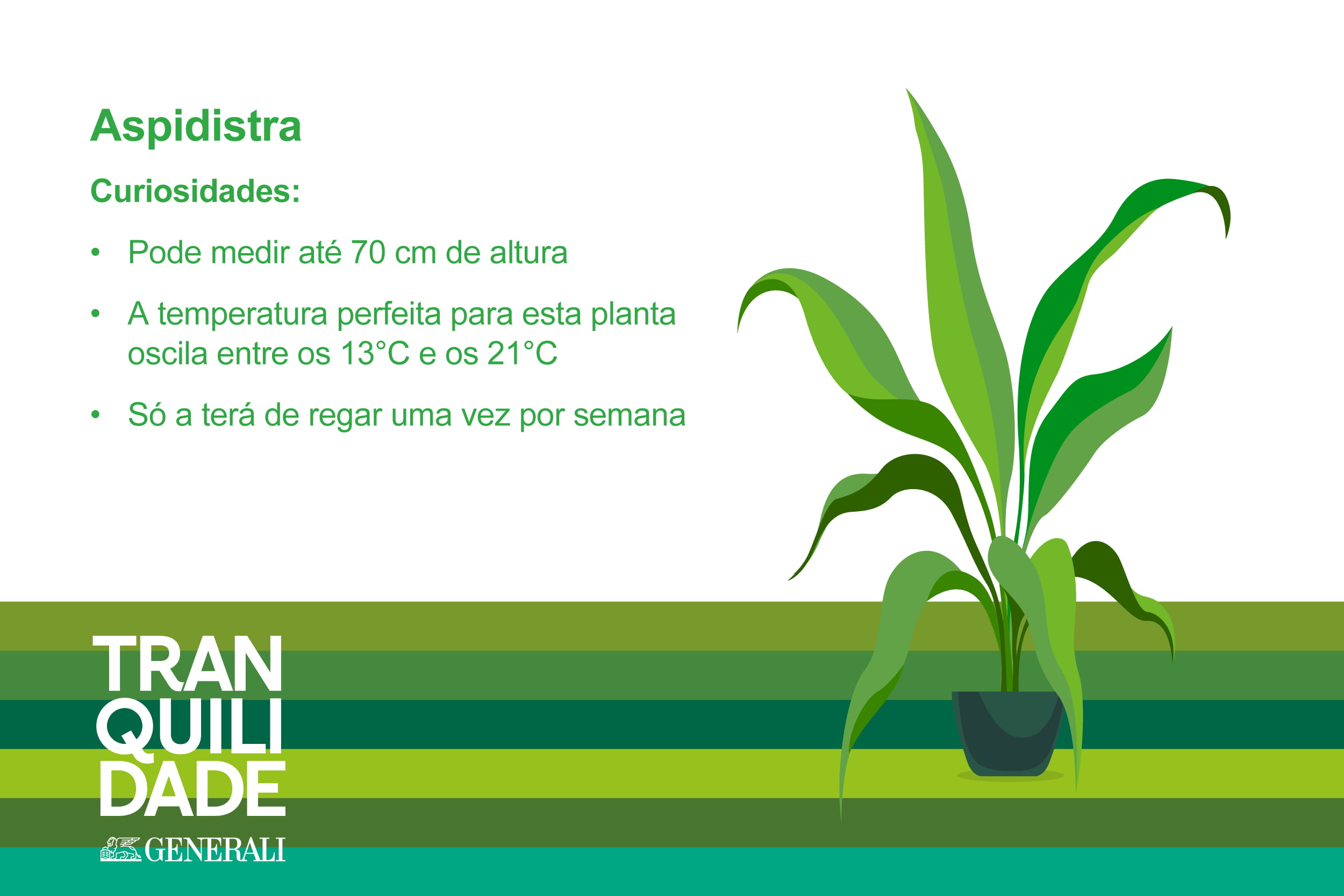 Infografia planta Aspiditra