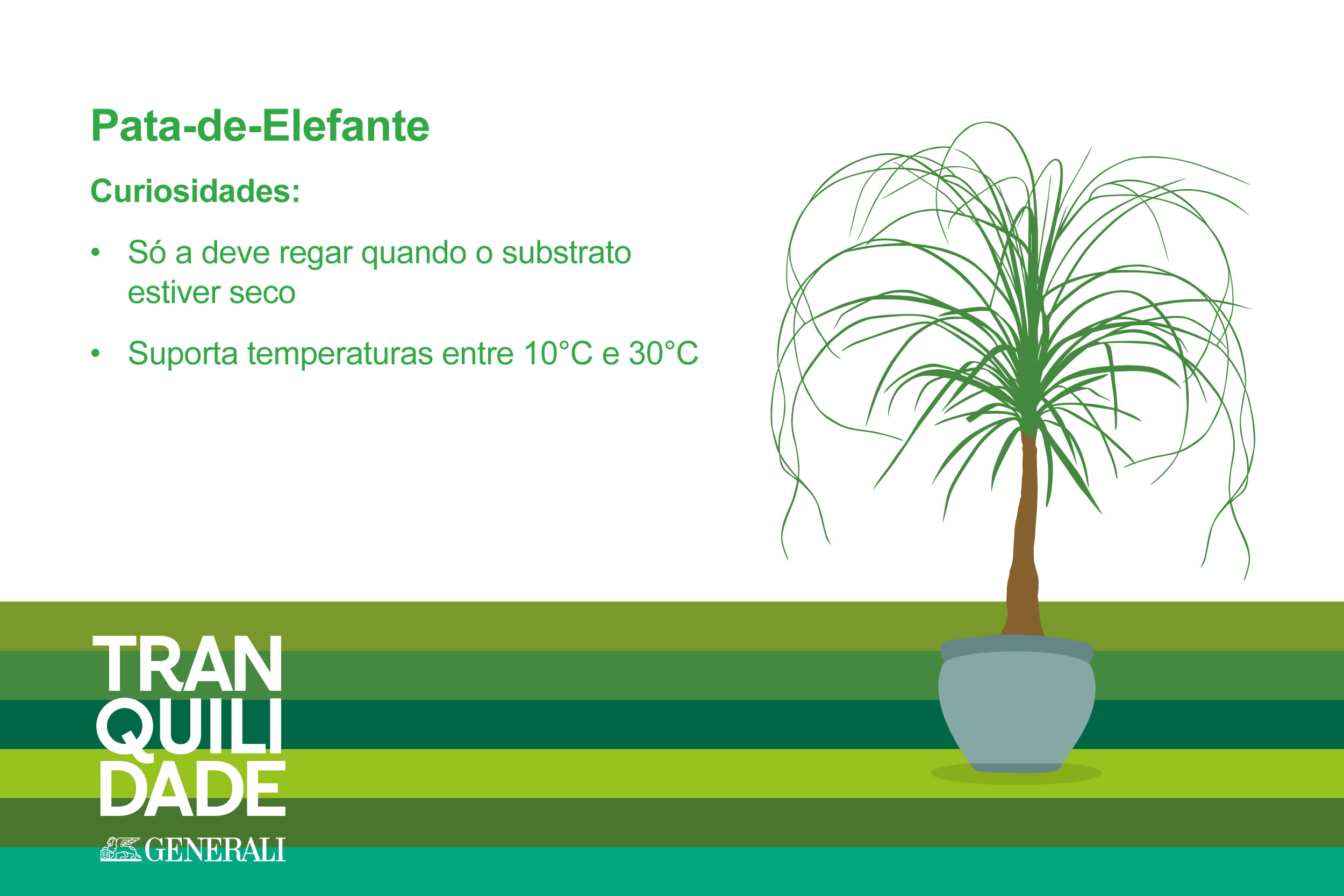 Infografia planta Pata de Elefante