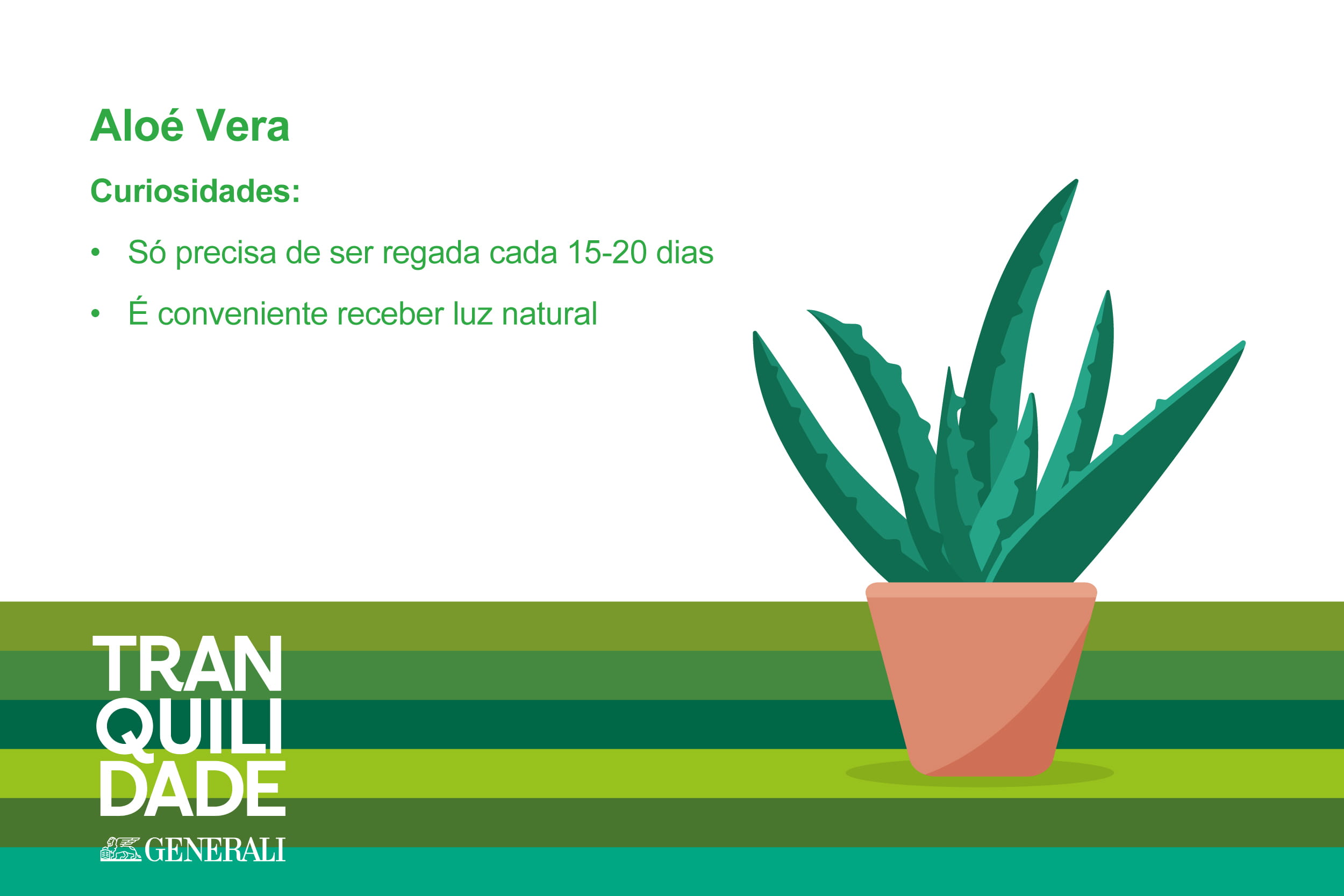 Infografia com planta Aloé Vera