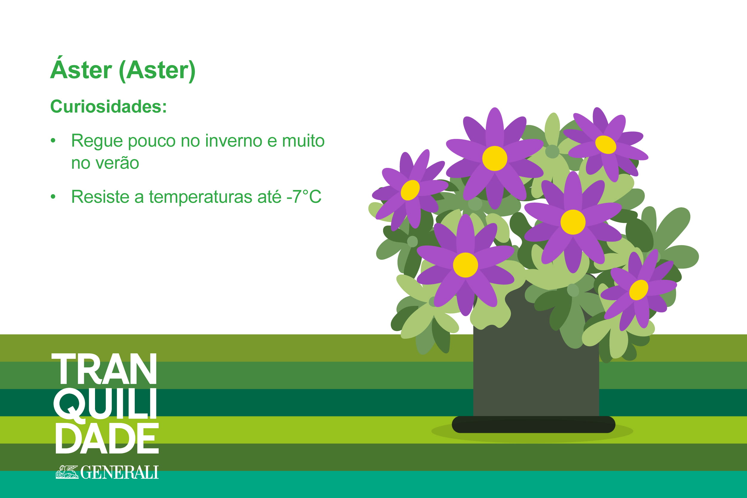 Infografia de planta Áster